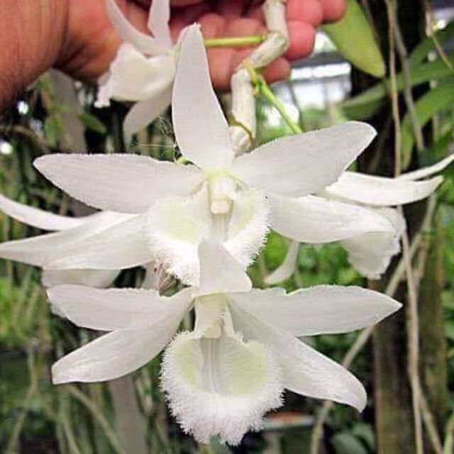 Phi Điệp Trắng Đột Biến