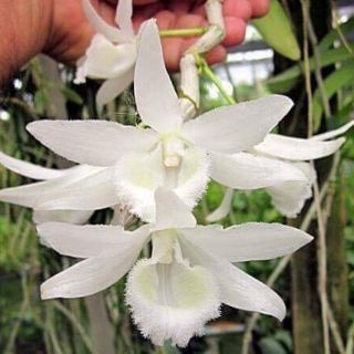 Phi Điệp Trắng Đột Biến