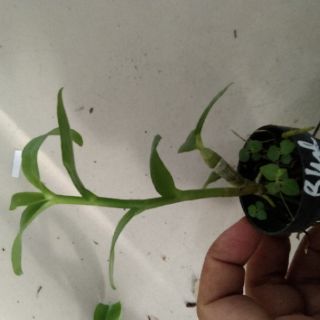 Giả hạc giống