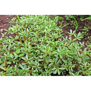 HẠT GIỐNG RAU SAM, RAU SAM, SAM ĐẤT - GÓI 2 GRAM719