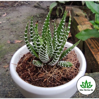 Sen Đá Móng Rồng Đà Lạt Đã Thuần Khí Hậu Size Bầu Đường Kính 4-6cm