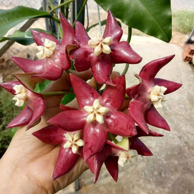 Cẩm cù khủng long đỏ