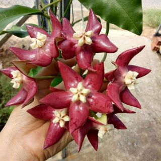 Cẩm cù khủng long đỏ