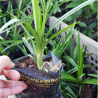 🌿 5 bầu giống nếp thơm trồng sẵn trong bầu  - Thanh toán qua ví AirPay tặng 1 cây cùng loại