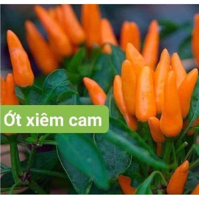 Hạt Giống Ớt Cam Chùm  Siêu Cay Nhập Khẩu Thái Lan - Gói 1gram
