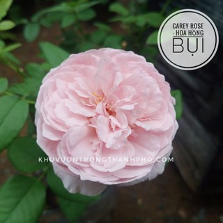Hoa hồng ngoại Carey (Hoa hồng bụi, thơm)