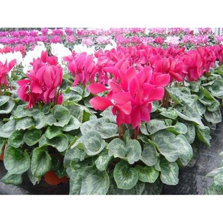 Hạt giống Hoa anh thảo mix