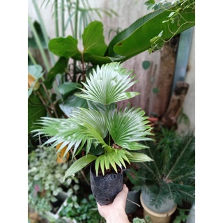 Cây cọ ta size để bàn 15-20cm(chỉ giao hỏa tốc HCM)