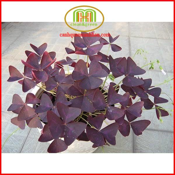 Cây cảnh hoa bướm đêm đẹp cây bướm đêm đẹp Oxalis Triangularis + tặng phân bón cây