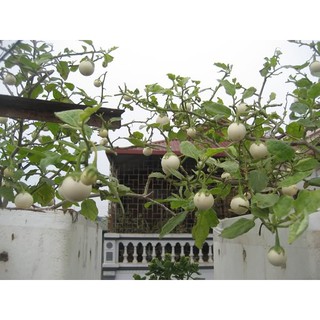 HẠT GIỐNG CÀ PHÁO, CÀ DĨA