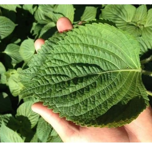 Hạt giống lá mè Hàn Quốc nhập nguyên gói thái Lan nảy 99%_Lá vừng xanh, Lá kê nhíp Green Perilla Shiso