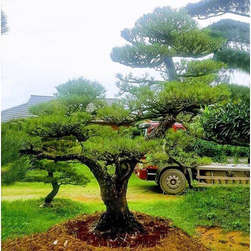 Hạt giống cây thông đen