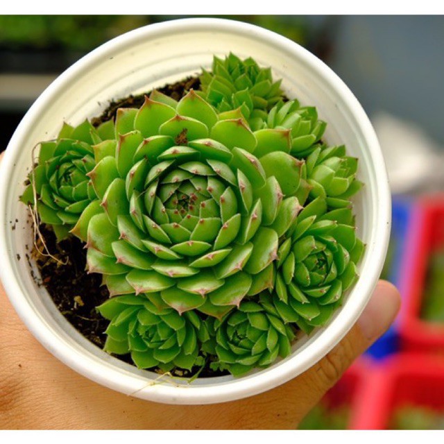 SEN ĐÁ PHẬT BÀ TO 10cm  FREESHIP  ĐÃ THUẦN XỨ NÓNG SIU CUTE CHUẨN SIZE TRUNG TẶNG 1 PHỤ KIỆN KHI MUA 2 SẢN PHẨM