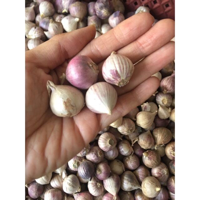 1kg Tỏi cô đơn