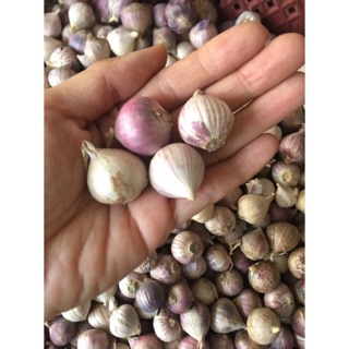 1kg Tỏi cô đơn