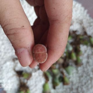Sen lithops lẻ (sen mông)