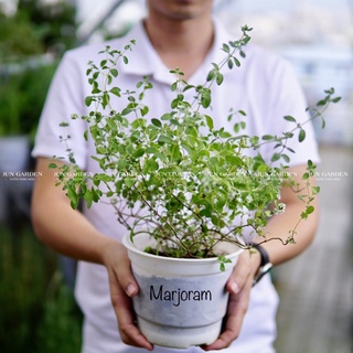 Cây Marjoram Kinh Giới Ngọt JUN GARDEN