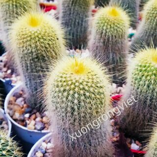 Xương rồng Kim huỳnh hoàng