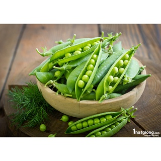 15 hạt giống Đậu Hà Lan
