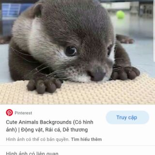gấu bông rái cá