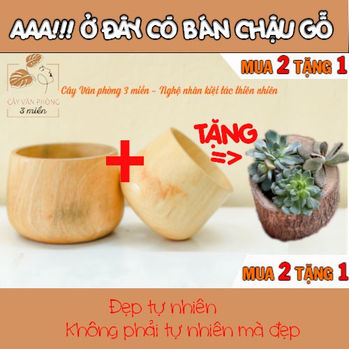 [MUA 2 TẶNG 1] Chậu gỗ tròn được làm từ nghệ nhân gỗ nổi tiếng