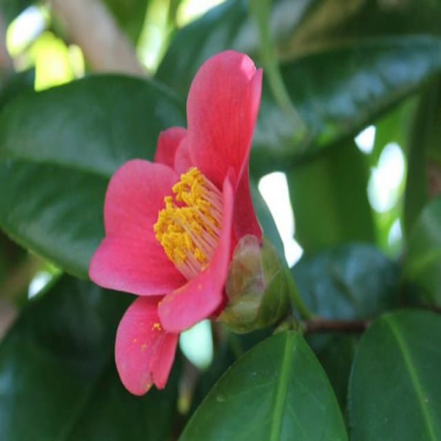 Trà Hoa Đỏ