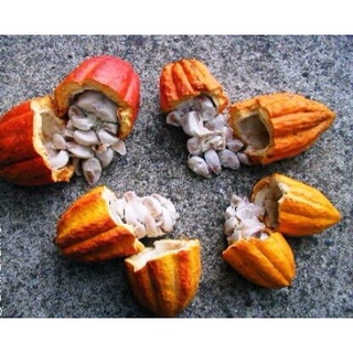 Ca cao hạt vỡ - Cocoa Nibs - 500g