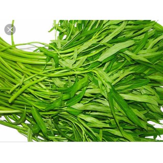Hạt giống Rau Muống 50gram