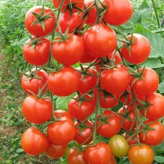 Hạt giống cà chua bi F1 Phú Nông 100 mg