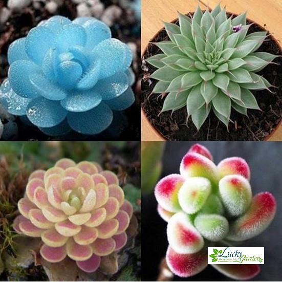 20 Hạt giống Sen đá Kim cương  XTRA TẶNG KÈM PHÂN VÀ KÍCH MẦM