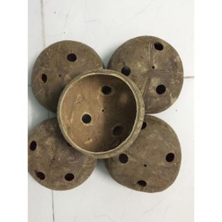 5 chậu gáo dừa loại trơn trồng lan