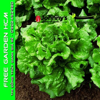 COMBO 100 HẠT GIỐNG XÀ LÁCH CONCEPT – Johnny’s Seed – Mỹ