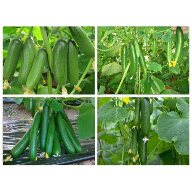 Hạt giống dưa chuột