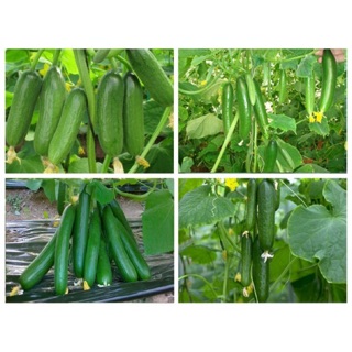 Hạt giống dưa chuột