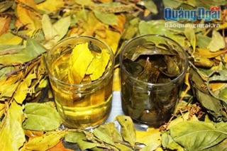 Chè dung lá trị đau dạ dày