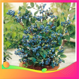 Hạt Giống Quả Việt Quất - [ Tặng bộ dụng cụ làm vườn Mini 3 món ] VIETGAR