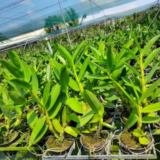 Hoa Lan Dendro Nắng Thỏ Tím