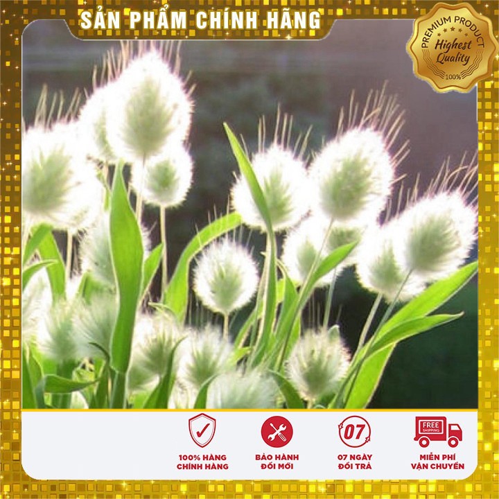 Hạt Giống Cỏ Đuôi Thỏ ( 0,2 gram)