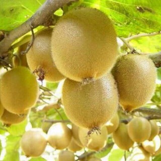 [HOT] Hạt Giống Quả Kiwi VIP ( 20 Hạt)