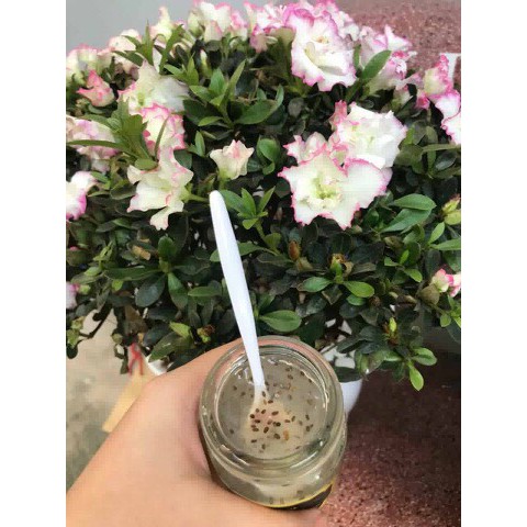 Yến Tươi chưng sẵn vị Hạt Chia | BigBuy360 - bigbuy360.vn