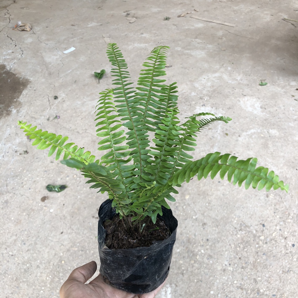Cây dương xỉ lá me, Cao 20cm - Trang trí tường cây, ràng rào, nội thất