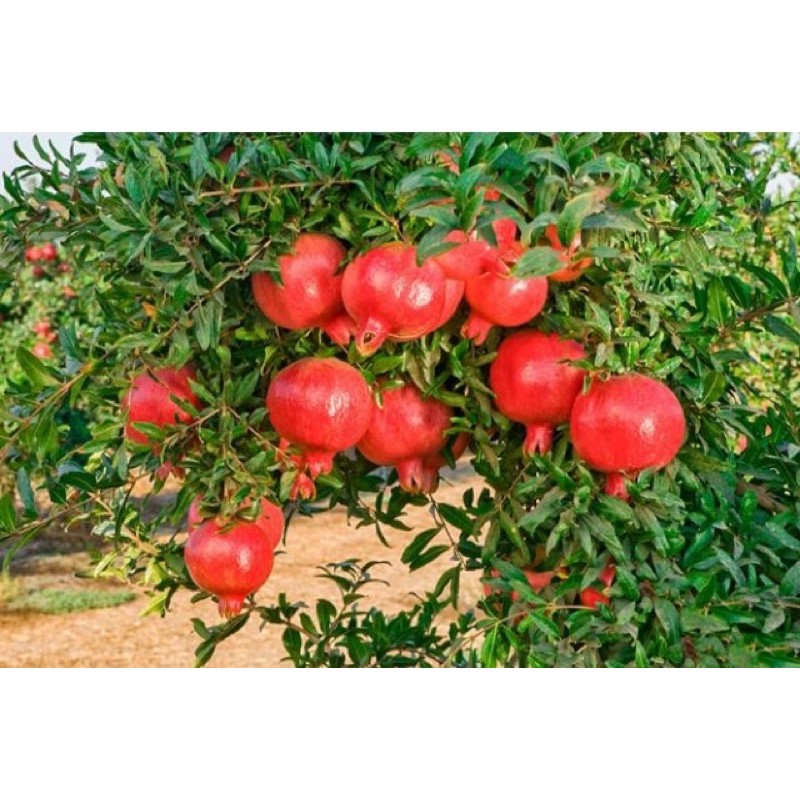 Cây giống cây lựu trái đỏ