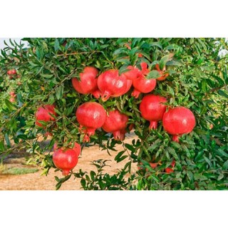 Cây giống cây lựu trái đỏ