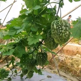 1gr hạt giống mướp đắng trái tim nhập khẩu Đài Loan🌞 💥 Ngon Lạ 💥 🌞 chất lượng cao