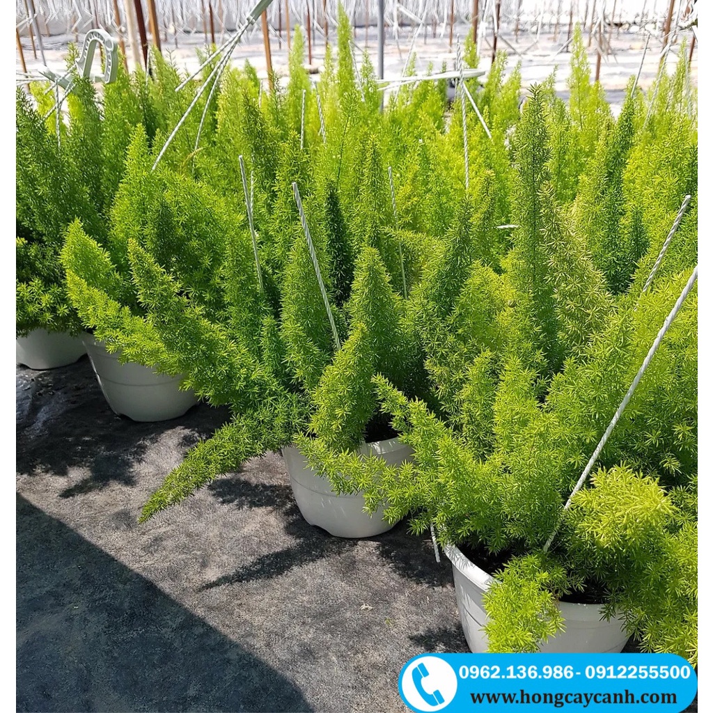 Cây Đuôi Chồn II Cây Phong Thủy Nội Thất, Văn Phòng