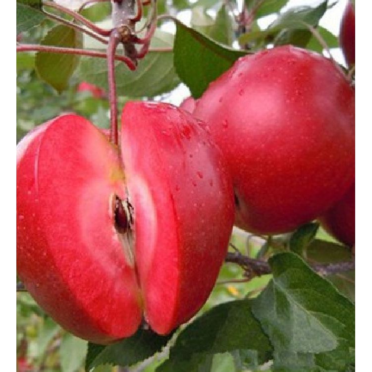 Hạt giống táo đỏ lùn Mỹ - 10 hạt/gói ( Kèm 3 viên nén ươm hạt )