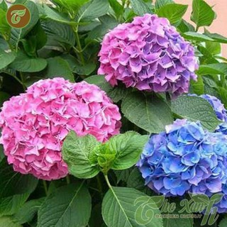 HẠT GIỐNG HOA CẨM TÚ CẦU