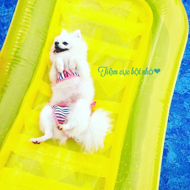 Bikini chó mèo