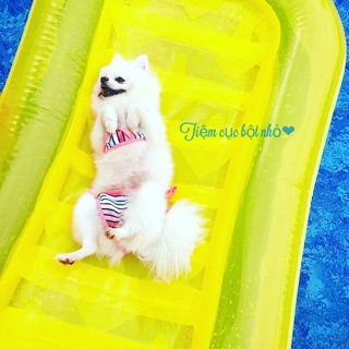 Bikini chó mèo