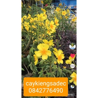 Caykiengsadec-Mai đăng tiêu+tặng phân bón-hoa kiểng-trang trí nội thất